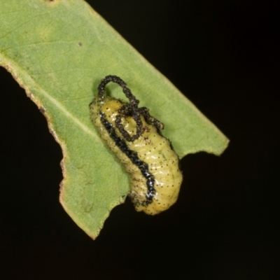 Gonipterus scutellatus (Eucalyptus snout beetle, gum tree weevil) at Higgins, ACT - 3 Dec 2023 by AlisonMilton