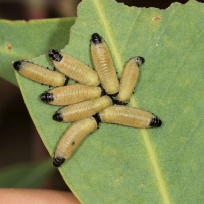 Paropsisterna cloelia (Eucalyptus variegated beetle) at Higgins, ACT - 3 Dec 2023 by AlisonMilton