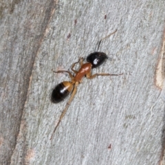 Camponotus consobrinus at Higgins, ACT - 4 Dec 2023