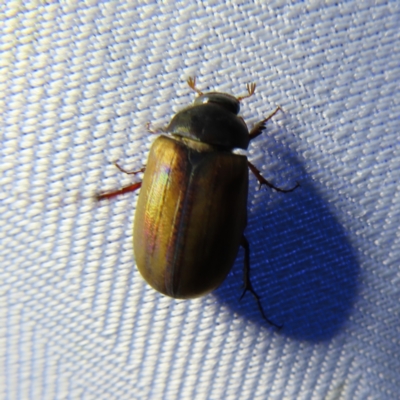 Sericesthis geminata (Pruinose scarab) at QPRC LGA - 5 Dec 2023 by MatthewFrawley