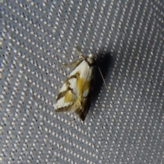 Cosmaresta anarrecta (A Concealer Moth, Wingia Group) at QPRC LGA - 5 Dec 2023 by MatthewFrawley