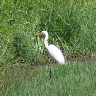 Ardea plumifera (Plumed Egret) at Jerrabomberra Wetlands - 6 Dec 2023 by MatthewFrawley