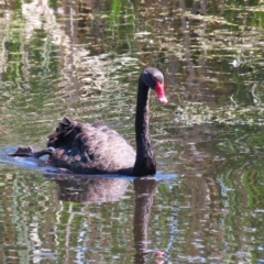 Cygnus atratus (Black Swan) at Jerrabomberra Wetlands - 6 Dec 2023 by MatthewFrawley