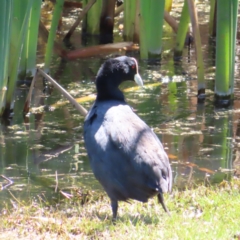 Fulica atra (Eurasian Coot) at Fyshwick, ACT - 6 Dec 2023 by MatthewFrawley