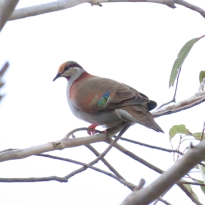 Phaps elegans (Brush Bronzewing) at Cotter River, ACT - 6 Dec 2023 by BenW
