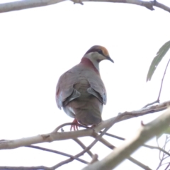 Phaps elegans at Lower Cotter Catchment - 6 Dec 2023