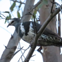 Leucosarcia melanoleuca (Wonga Pigeon) at Cotter River, ACT - 6 Dec 2023 by BenW