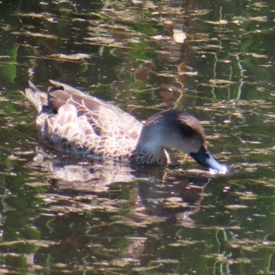 Anas gracilis (Grey Teal) at Jerrabomberra Wetlands - 6 Dec 2023 by MatthewFrawley