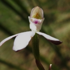 Caladenia moschata (Musky Caps) at Namadgi National Park - 6 Dec 2023 by JohnBundock