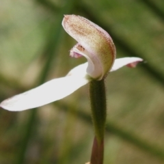 Caladenia moschata at Namadgi National Park - suppressed