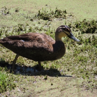 Anas superciliosa (Pacific Black Duck) at Jerrabomberra Wetlands - 6 Dec 2023 by MatthewFrawley