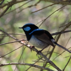 Malurus cyaneus (Superb Fairywren) at Jerrabomberra Wetlands - 6 Dec 2023 by MatthewFrawley