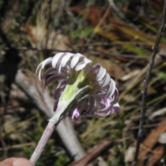 Celmisia tomentella at Namadgi National Park - 6 Dec 2023 12:07 PM