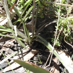 Celmisia tomentella at Namadgi National Park - 6 Dec 2023 12:07 PM