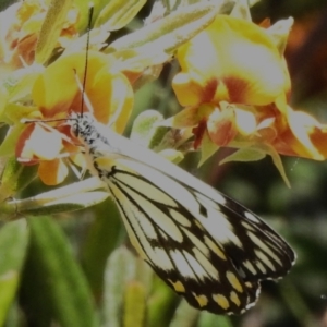 Belenois java at Namadgi National Park - 6 Dec 2023