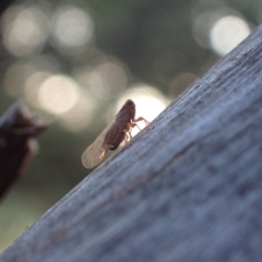 Cixiidae sp. (family) (Cixiid planthopper) at Murrumbateman, NSW - 2 Dec 2023 by SimoneC