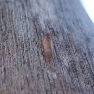 Cixiidae sp. (family) at Murrumbateman, NSW - 2 Dec 2023 06:08 PM