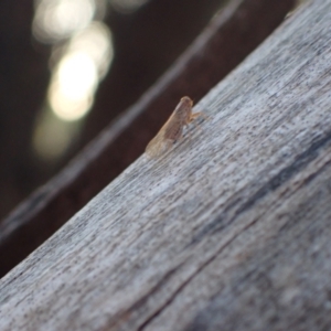 Cixiidae sp. (family) at Murrumbateman, NSW - 2 Dec 2023 06:08 PM