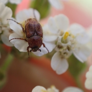 Microvalgus sp. (genus) at Murrumbateman, NSW - 3 Dec 2023 01:45 PM