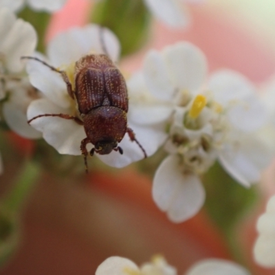 Microvalgus sp. (genus) (Flower scarab) at Murrumbateman, NSW - 3 Dec 2023 by SimoneC