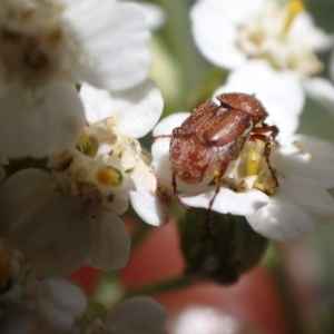 Microvalgus sp. (genus) at Murrumbateman, NSW - 3 Dec 2023 01:45 PM