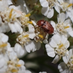 Microvalgus sp. (genus) at Murrumbateman, NSW - 3 Dec 2023 01:45 PM