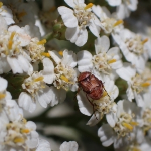 Microvalgus sp. (genus) at Murrumbateman, NSW - 3 Dec 2023 01:45 PM