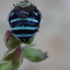 Amegilla (Zonamegilla) asserta at Murrumbateman, NSW - 2 Dec 2023