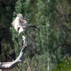 Threskiornis molucca (Australian White Ibis) at Evatt, ACT - 3 Dec 2023 by Untidy