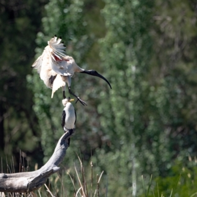 Threskiornis molucca (Australian White Ibis) at Evatt, ACT - 2 Dec 2023 by Untidy