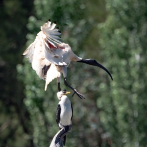 Threskiornis molucca at Evatt, ACT - 3 Dec 2023 09:59 AM