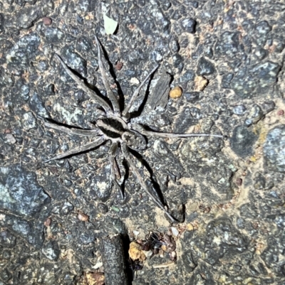 Unidentified Wolf spider (Lycosidae) at Hackett, ACT - 6 Dec 2023 by JimL