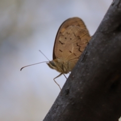 Heteronympha merope (Common Brown Butterfly) at Cook, ACT - 6 Dec 2023 by Tammy