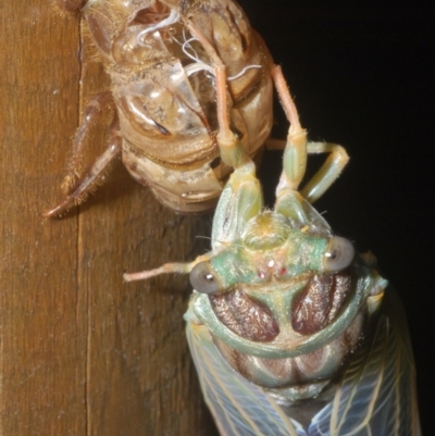 Arunta perulata (White Drummer) at Warana, QLD - 19 Nov 2023 by Harrisi