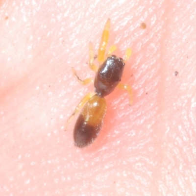 Unidentified Spider (Araneae) at Sippy Downs, QLD - 21 Nov 2023 by Harrisi