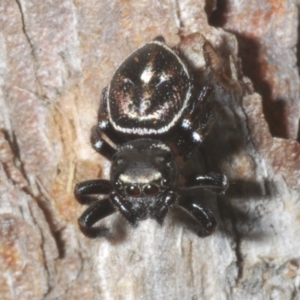 Zenodorus orbiculatus at Sippy Downs, QLD - 22 Nov 2023 02:03 PM