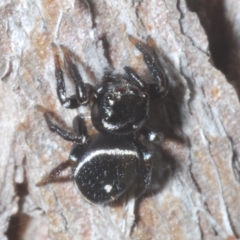 Zenodorus orbiculatus at Sippy Downs, QLD - 22 Nov 2023 02:03 PM