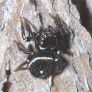 Zenodorus orbiculatus at Sippy Downs, QLD - 22 Nov 2023 02:03 PM