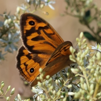 Heteronympha merope (Common Brown Butterfly) at WREN Reserves - 2 Dec 2023 by KylieWaldon