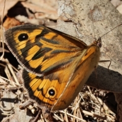 Heteronympha merope (Common Brown Butterfly) at WREN Reserves - 2 Dec 2023 by KylieWaldon