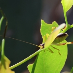 Caedicia simplex (Common Garden Katydid) at WREN Reserves - 2 Dec 2023 by KylieWaldon