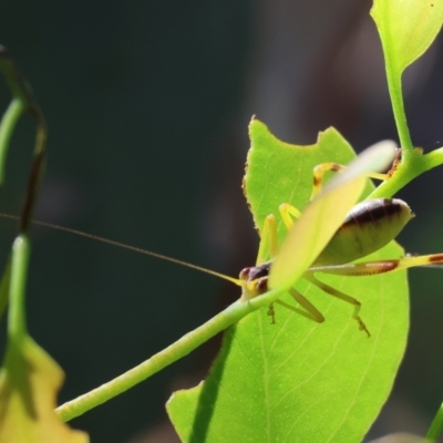 Caedicia simplex (Common Garden Katydid) at WREN Reserves - 2 Dec 2023 by KylieWaldon