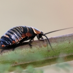 Ellipsidion australe (Austral Ellipsidion cockroach) at WREN Reserves - 2 Dec 2023 by KylieWaldon