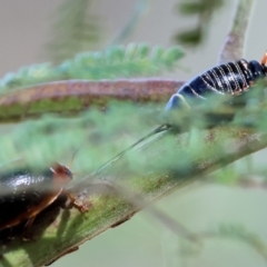 Dicranosterna immaculata (Acacia leaf beetle) at WREN Reserves - 2 Dec 2023 by KylieWaldon