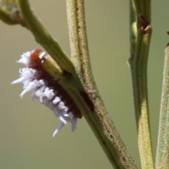 Cryptolaemus montrouzieri (Mealybug ladybird) at Wodonga - 2 Dec 2023 by KylieWaldon