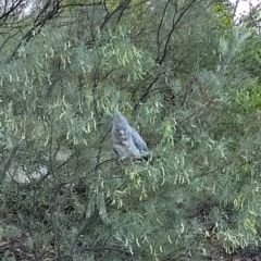 Callocephalon fimbriatum (Gang-gang Cockatoo) at Mawson, ACT - 7 Dec 2023 by shube