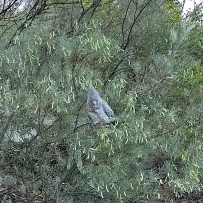 Callocephalon fimbriatum (Gang-gang Cockatoo) at Mawson, ACT - 7 Dec 2023 by shube