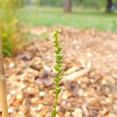 Microtis sp. (Onion Orchid) at Mawson, ACT - 1 Dec 2023 by clec