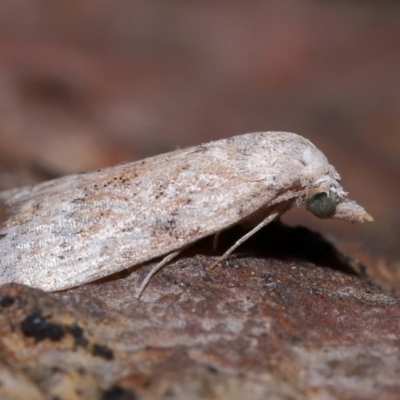 Nola desmotes (A Nolid moth (Nolidae) at Brisbane City Botanic Gardens - 6 Dec 2023 by TimL