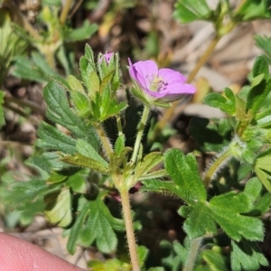 Geranium solanderi var. solanderi at The Pinnacle - 6 Dec 2023